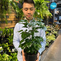 Radermachera Sinica China Doll Plant