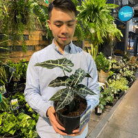 Alocasia African Mask (Amazonica) 170mm