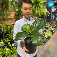 Fiddle Leaf Fig.