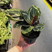 Calathea Roseopicta