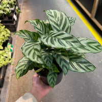 Calathea Freddy 130mm.