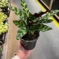 Calathea Lancifolia Rattlesnake Plant
