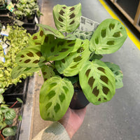 Maranta Green Prayer Plant 130mm