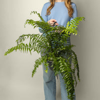 Macho Fern (Hanging Basket)
