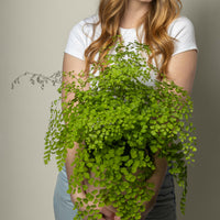 Maiden Hair Fern.
