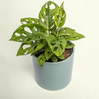 Monstera Monkey Mask 120mm.