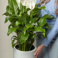 Spathiphyllum Peace Lily