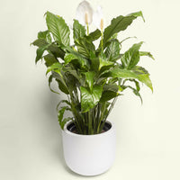 Spathiphyllum Peace Lily
