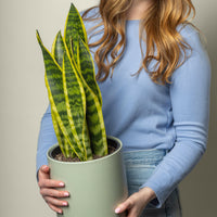 Sansevieria Snake Plant.