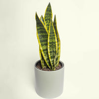Sansevieria Snake Plant.