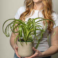 Spider Plant