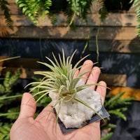 Assorted Air Plant (On the Rock).
