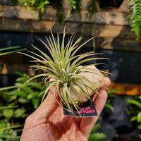 Assorted Air Plant (On the Rock).