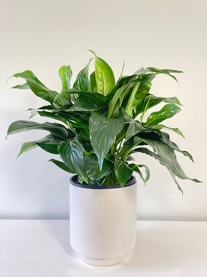 Discover the best indoor plants for Melbourne homes. These low-maintenance beauties thrive in our climate and bring life to your space.
