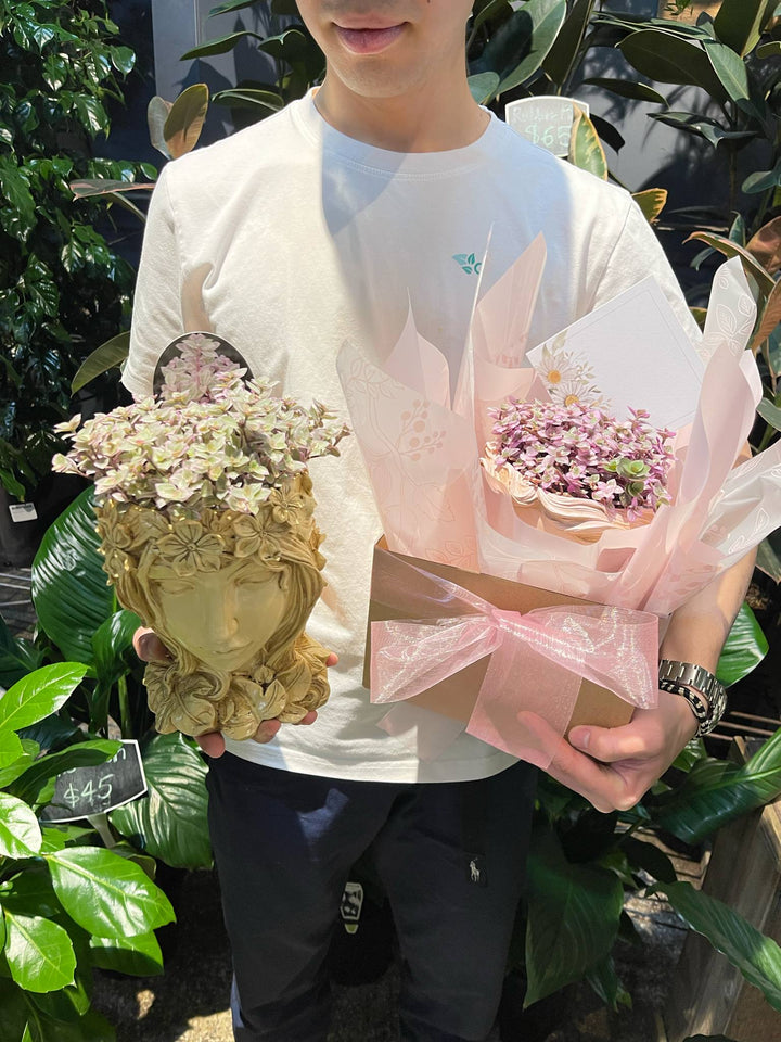 Looking for the perfect gift in Melbourne? Explore unique plant gifts with same-day delivery across the city, curated by Greener Corner.