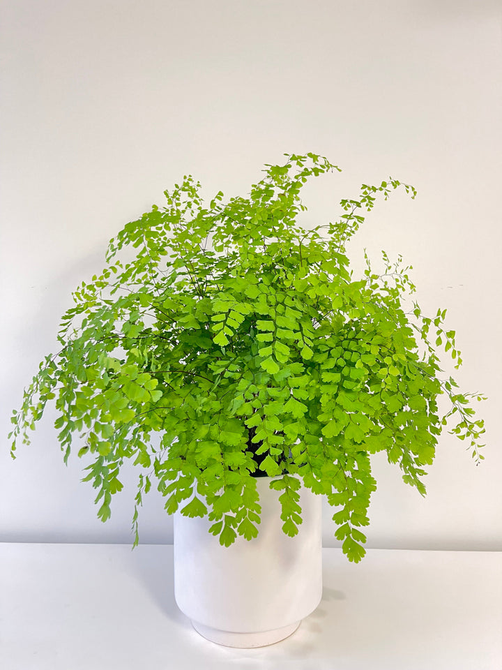Most love Plants