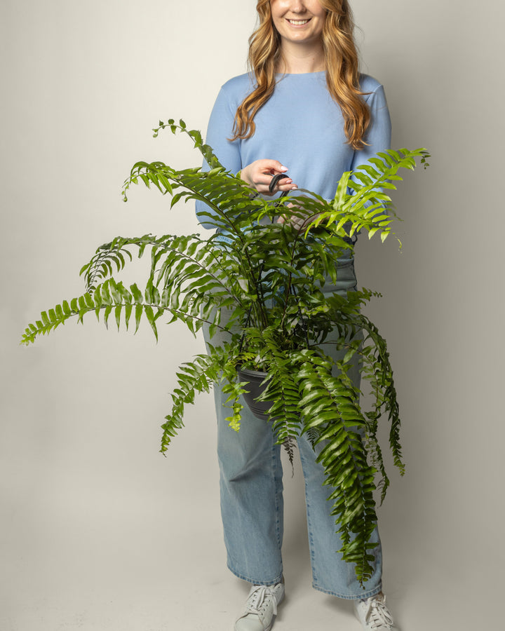 Hanging Plants