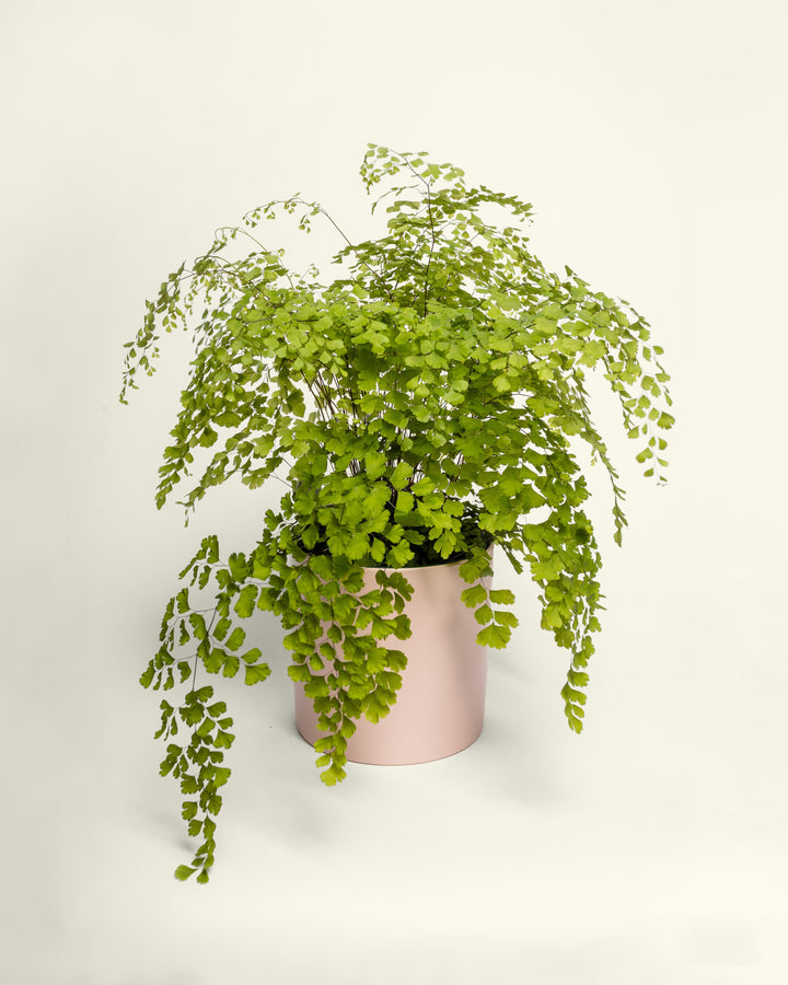 Pet-Friendly Plants