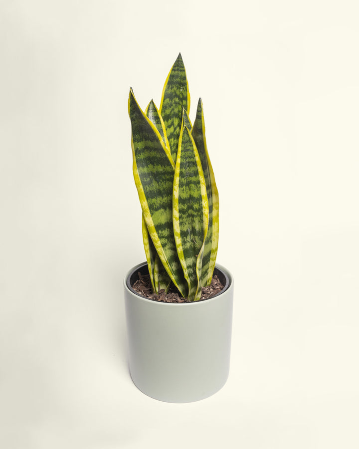 Low-Maintenance Plants