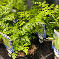 Rumohra adiantiformis Leather Fern - Greener Corner