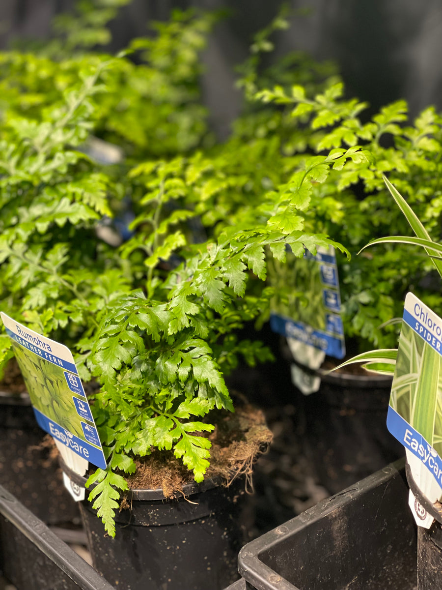Rumohra adiantiformis Leather Fern - Greener Corner