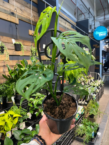 Monstera adansonii Swiss Cheese Plant - Greener Corner