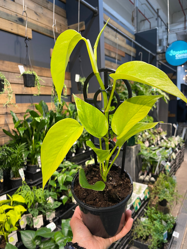 Epipremnum aurem Goldilocks Gold - Greener Corner