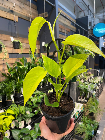 Epipremnum aurem Goldilocks Gold - Greener Corner