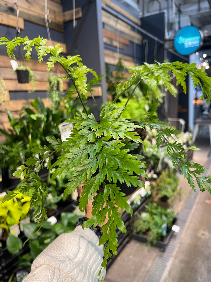 Asplenium bulbiferum Hen and Chick Fern - Greener Corner