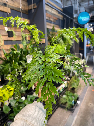 Asplenium bulbiferum Hen and Chick Fern - Greener Corner