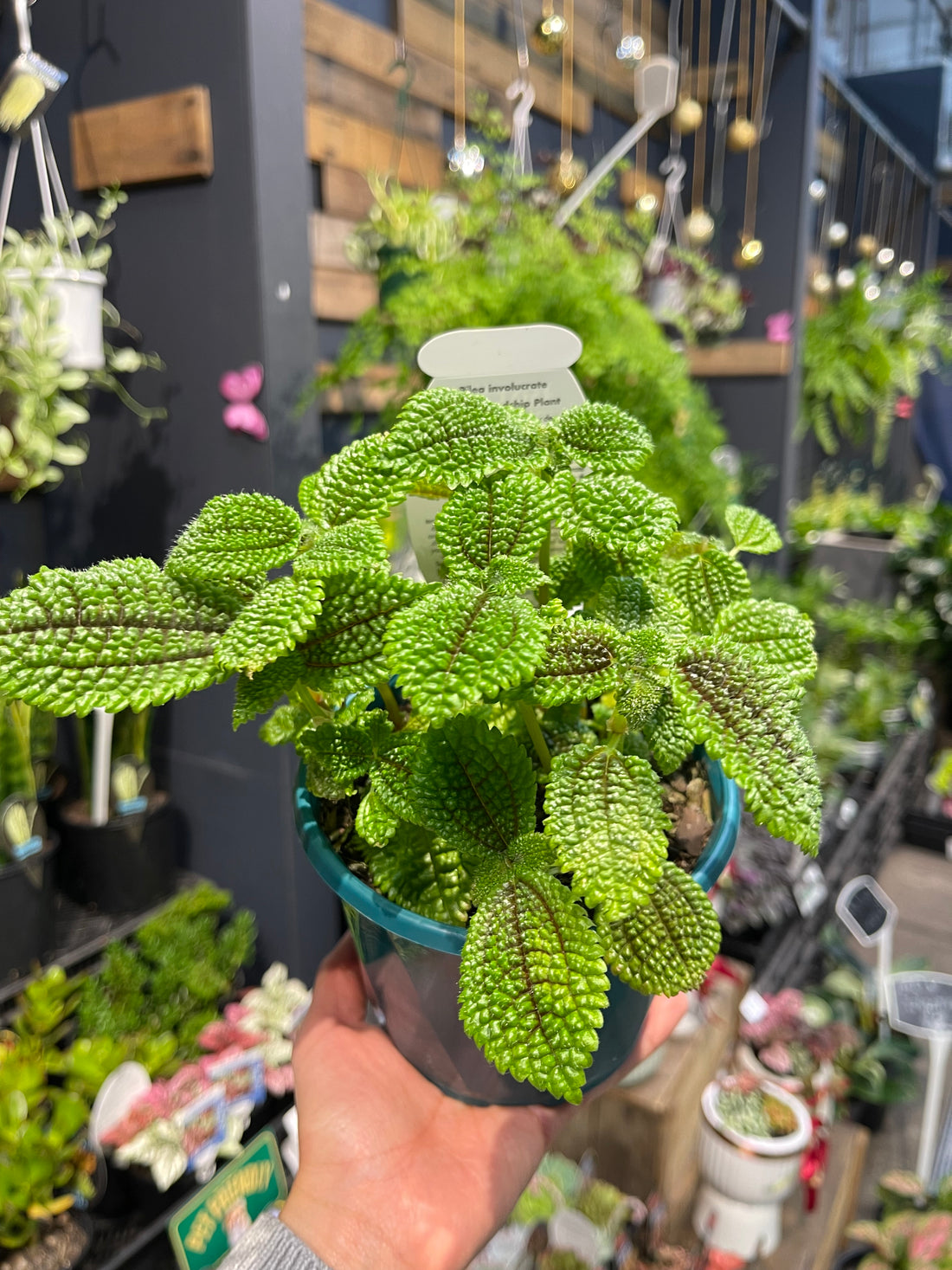 Pilea Involucrate “The Friendship Plant” - Greener Corner
