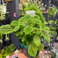 Pilea Involucrate “The Friendship Plant” - Greener Corner