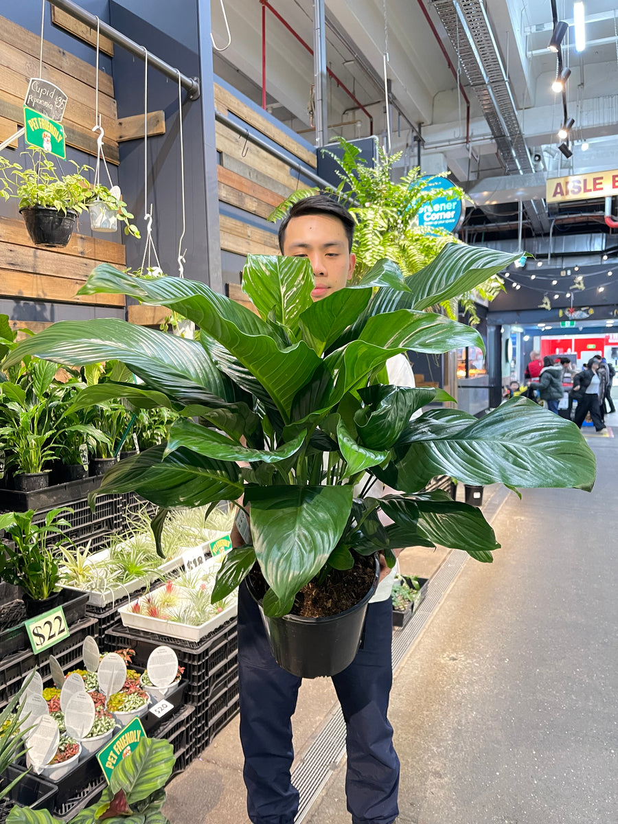 Spathiphyllum Peace Lily Sweet Romano.