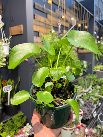 Chinese Money Plant - Greener Corner