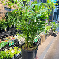 Parlour Palm Chamaedorea Elegans.