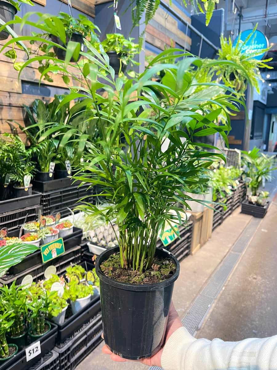 Parlour Palm Chamaedorea Elegans.