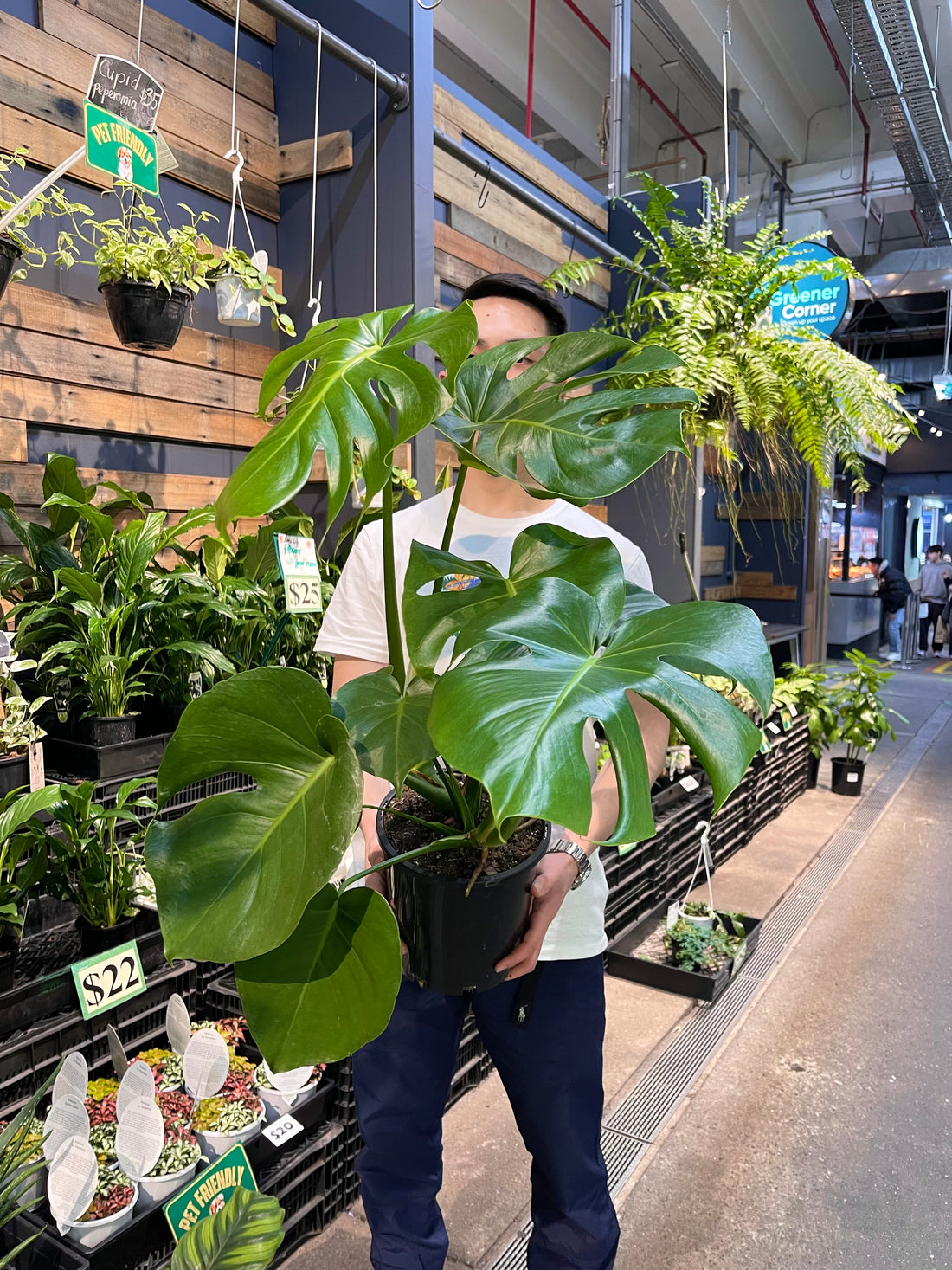 Monstera Delicosa