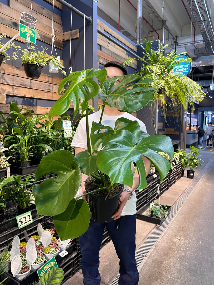 Monstera Delicosa
