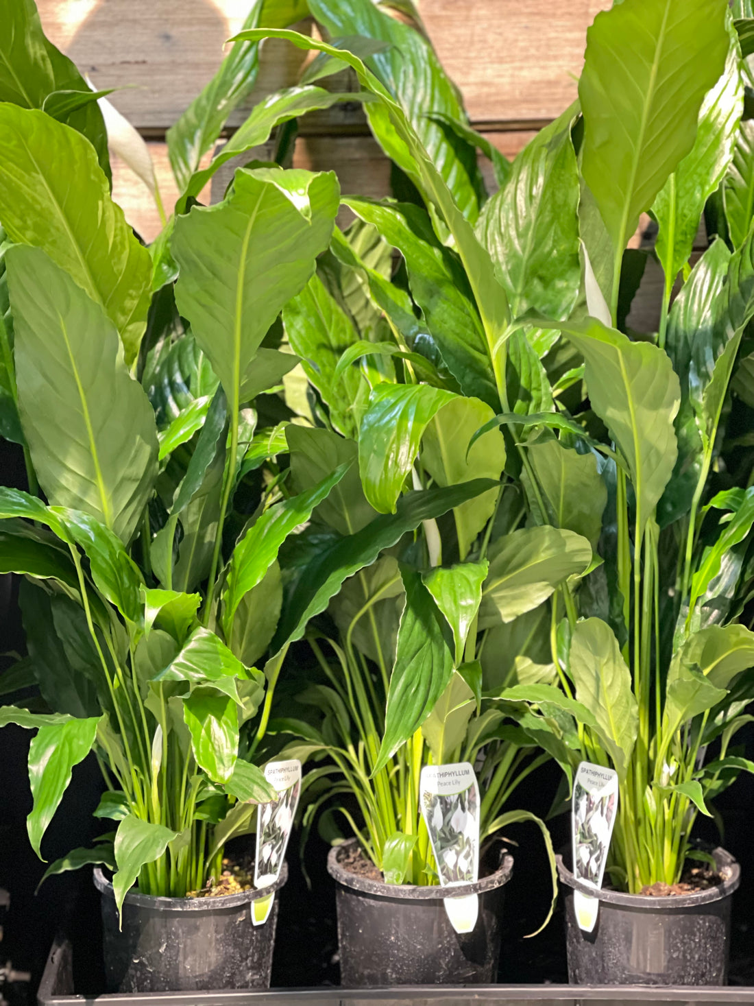 Spathiphyllum Peace Lily