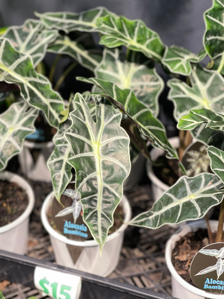 Alocasia African Mask (Amazonica) 170mm