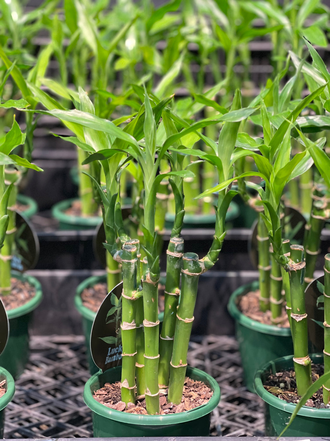 Lucky Bamboo (5-6 Stems) - Greener Corner