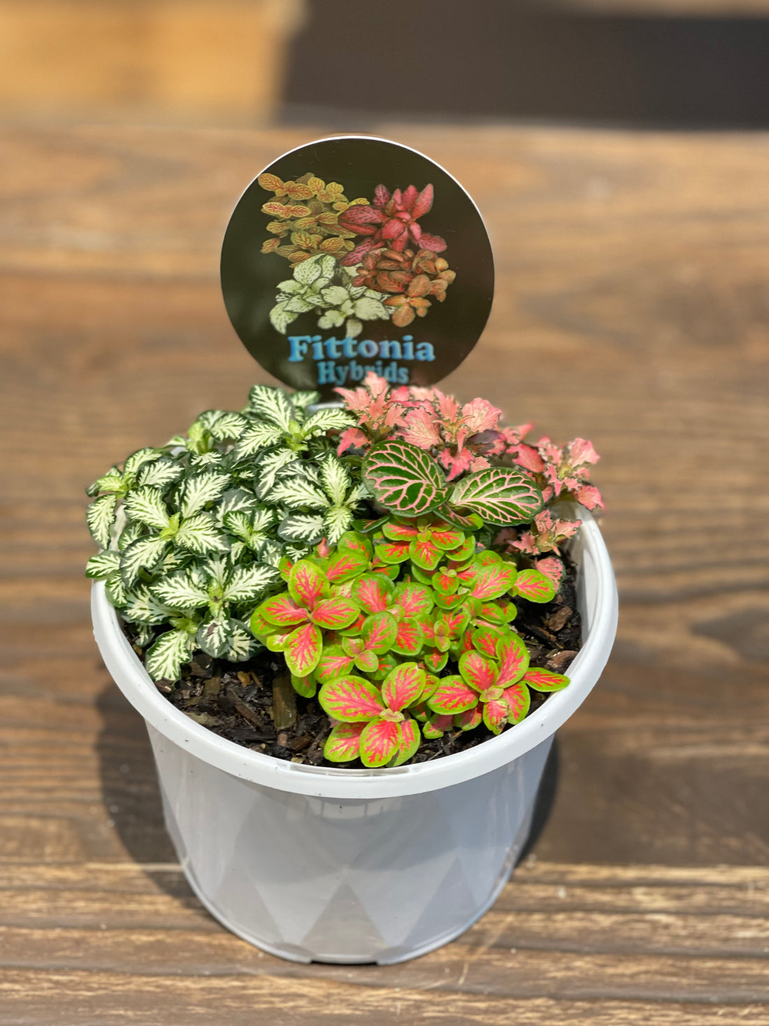 Fittonia (Nerve Plants) - Greener Corner