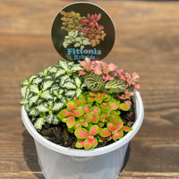 Fittonia (Nerve Plants) - Greener Corner