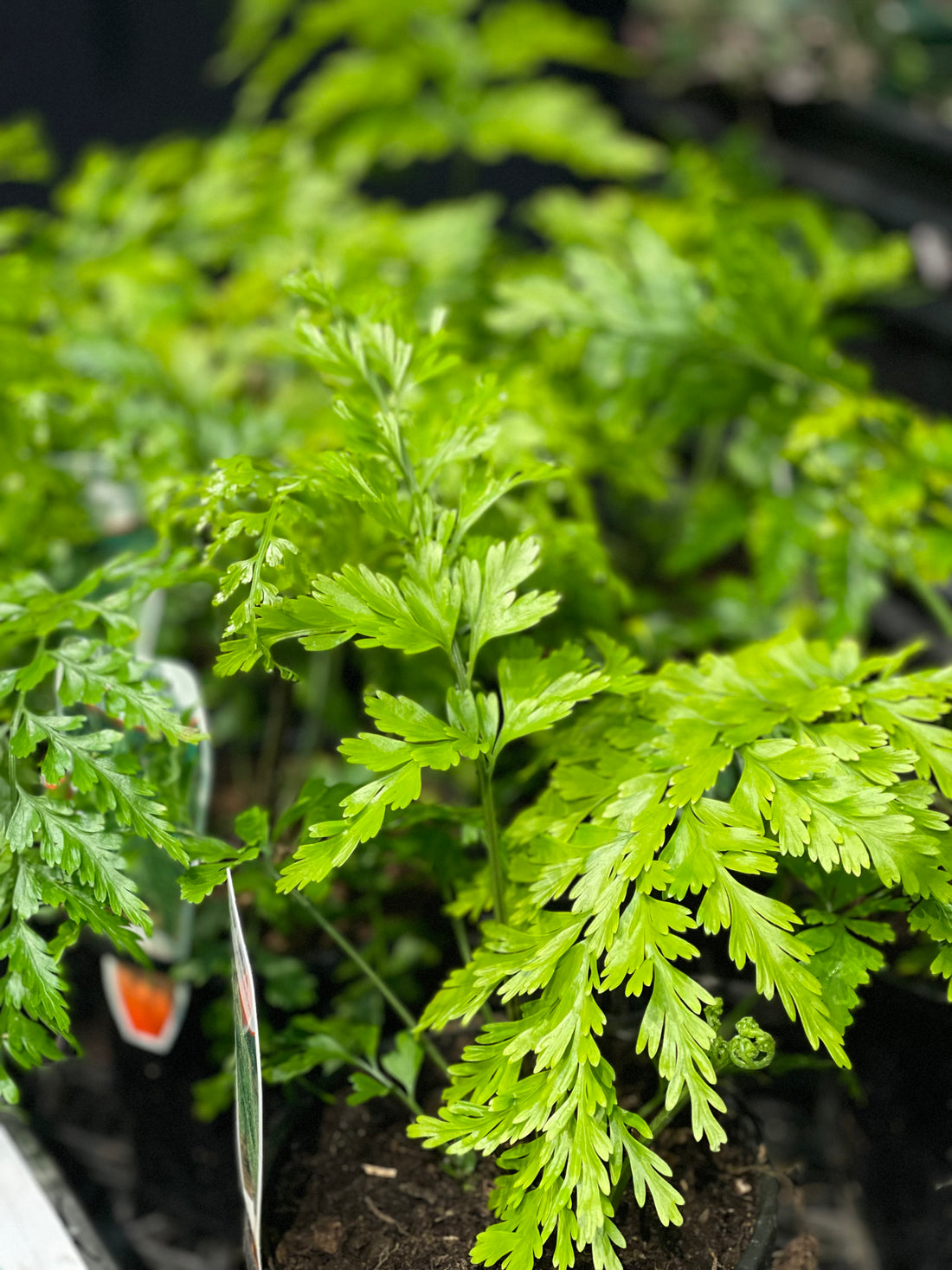 Rumohra adiantiformis Leather Fern - Greener Corner