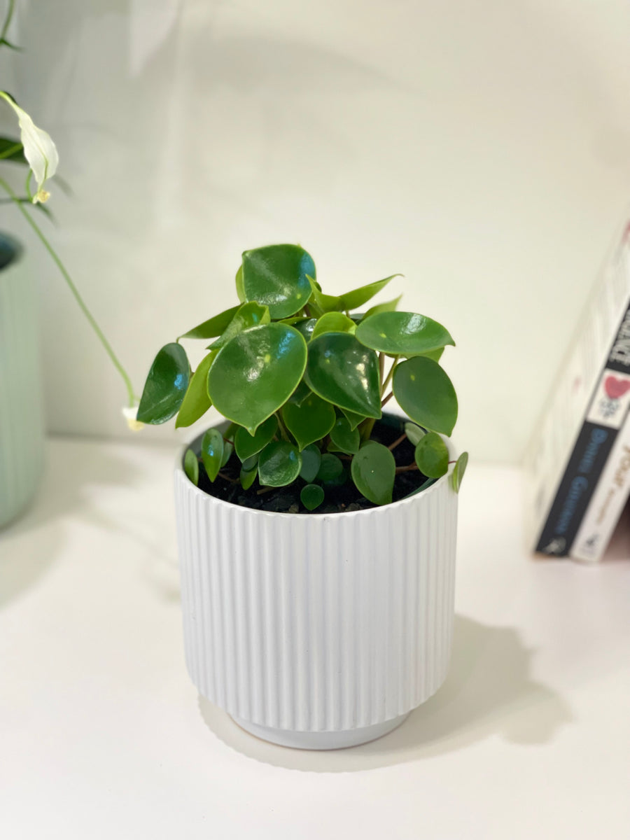 Pepperomia Rain Drop/Coin Leaf