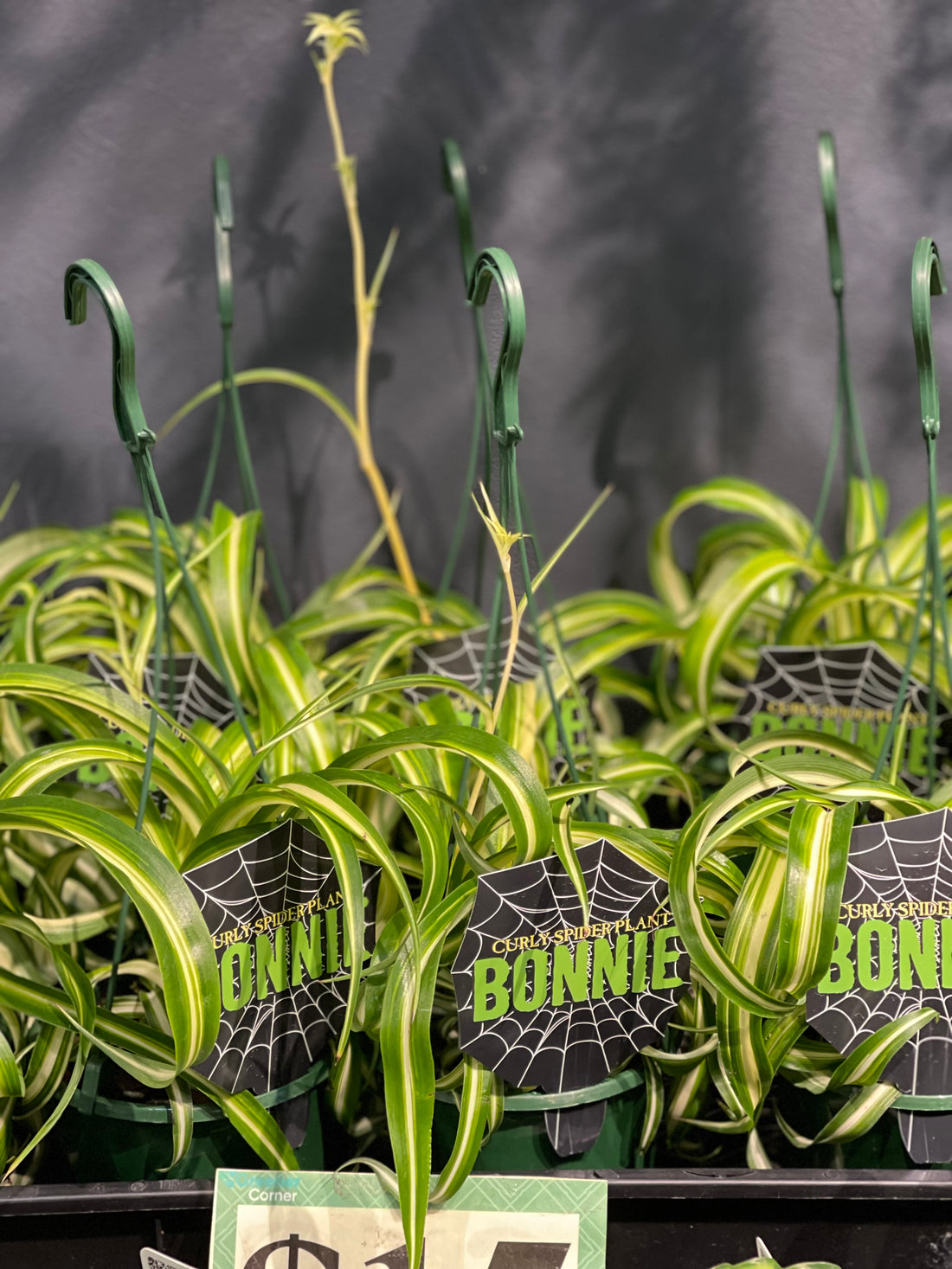 Spider Plant