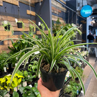 Chlorophytum comosum Spider Plant - Greener Corner
