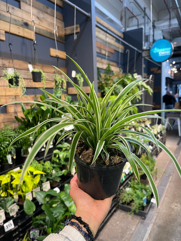 Chlorophytum comosum Spider Plant - Greener Corner