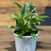 Philodendron Birkin - Greener Corner