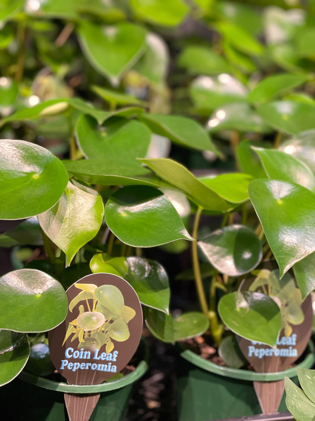 Pepperomia Rain Drop/Coin Leaf - Greener Corner